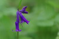 Hyacinthoides non-scripta
