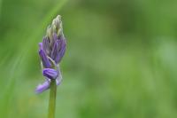 Hyacinthoides non-scripta