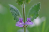 Glechoma hederacea