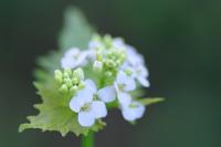 Alliaria petiolata