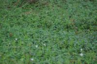 Vinca minor