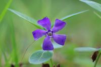 Vinca minor