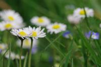 Bellis perennis