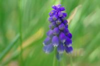 Muscari neglectum