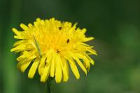 Taraxacum