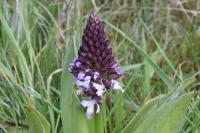 Orchis purpurea