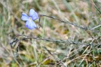 Linum leonii