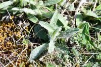 Inula montana