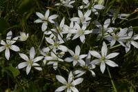 Ornithogalum divergens