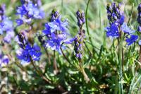 Veronica orsiniana