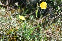 Ranunculus gramineus