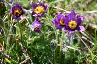Pulsatilla vulgaris