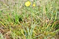 Ranunculus gramineus