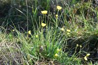 Ranunculus gramineus