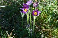 Pulsatilla vulgaris