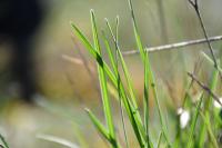 Helictochloa pratensis