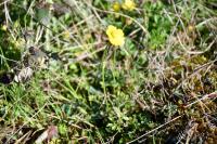 Ranunculus paludosus