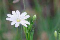 Rabelera holostea