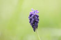 Muscari neglectum