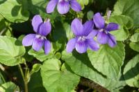 Viola odorata