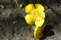 Ranunculus acris subsp. friesianus