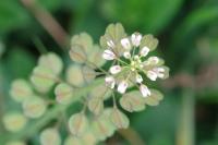Microthlaspi perfoliatum