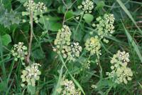 Microthlaspi perfoliatum