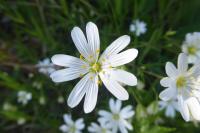 Rabelera holostea