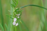 Ervilia hirsuta