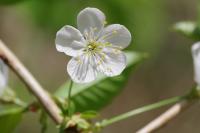 Prunus avium