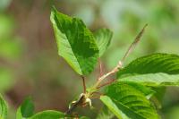 Prunus avium