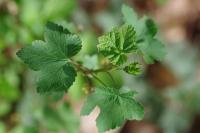 Ribes rubrum