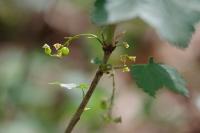 Ribes rubrum