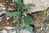 Asplenium ceterach