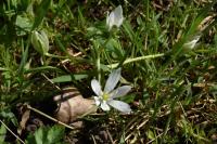 Ornithogalum divergens