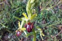Ophrys aranifera
