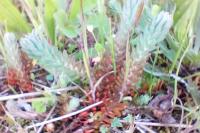 Petrosedum rupestre