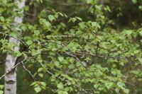 Betula pendula