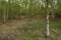 Betula pendula