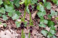 Ophrys insectifera