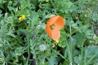 Papaver rhoeas
