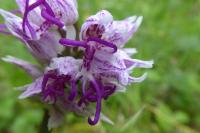 Orchis simia