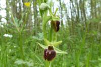 Ophrys aranifera