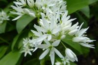 Allium ursinum
