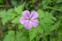 Geranium robertianum