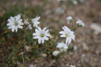 Cerastium arvense