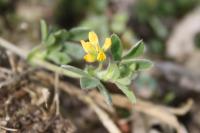 Medicago minima