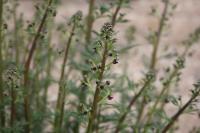 Scrophularia canina
