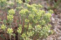 Alyssum alyssoides