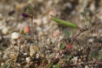 Vicia lathyroides